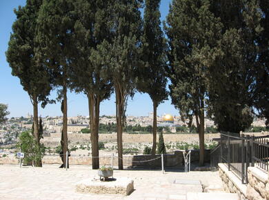 view of Jerusalem from the Mount of Olives through a row of cedars