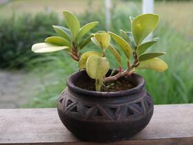 succulent plant in an earthen pot